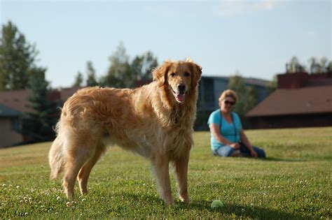 world's largest golden retriever.